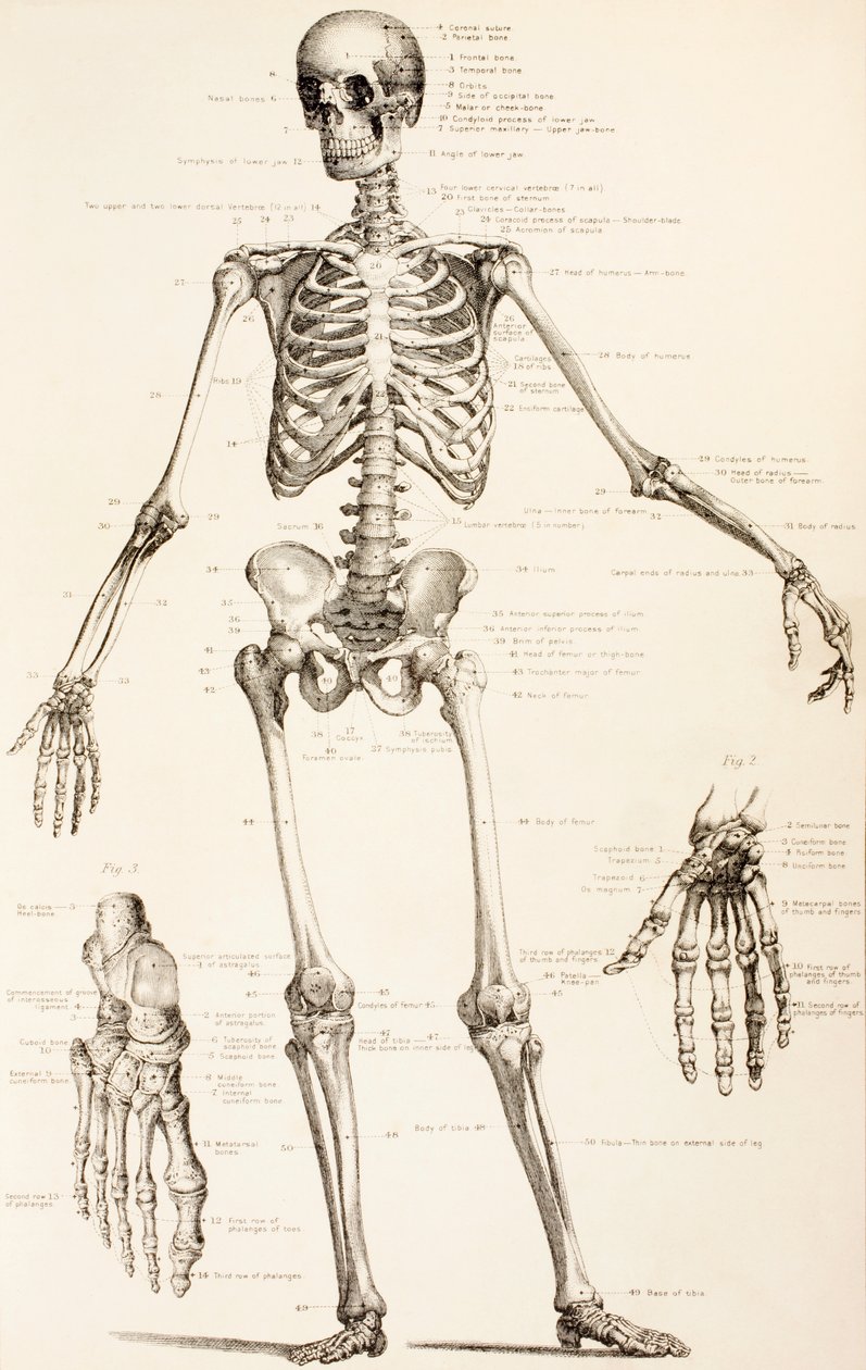 İnsan İskeleti, c.1890 by English School