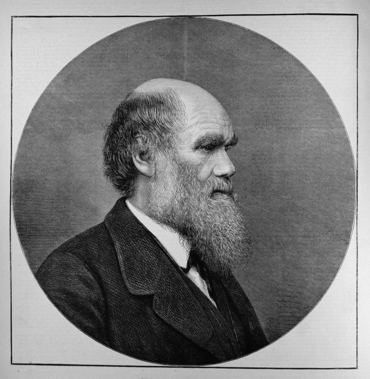 Geç Bay C. R. Darwin, FRS, LLD, The Illustrated London News, 29 Nisan 1882 by English School