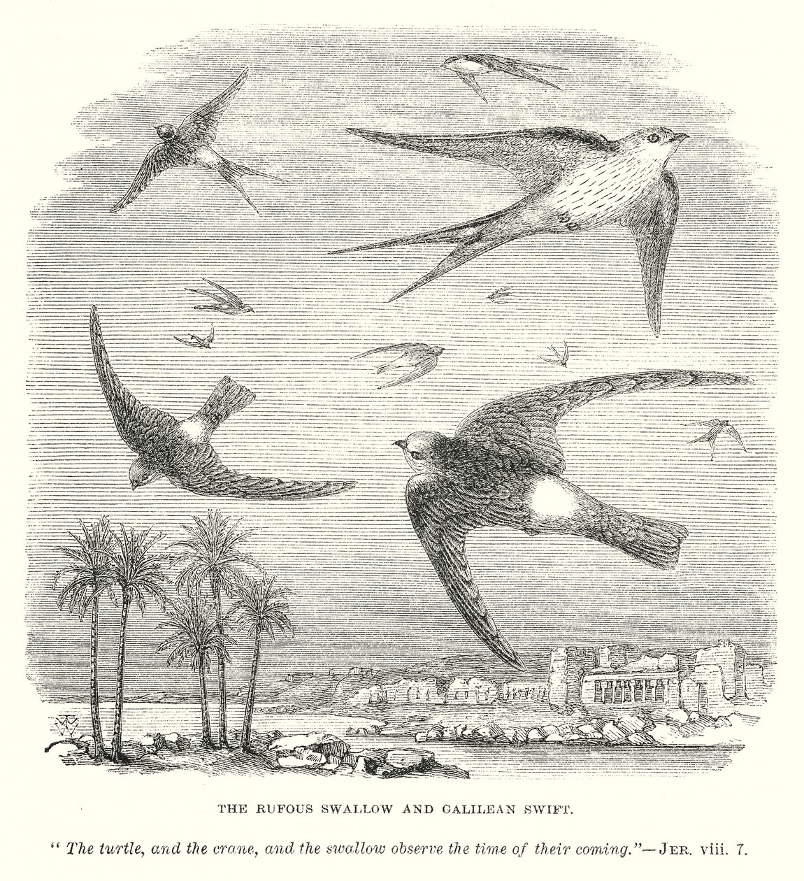 Rufous Swallow ve Galilean Swift (gravür) by English School
