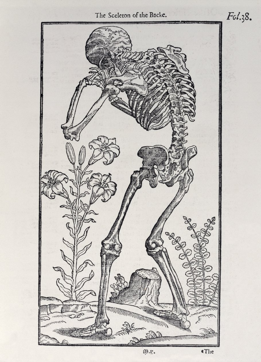 John Banister (1540-1610), 1578 tarafından yayınlanan İnsan Tarihinden Arka Plakanın İskeleti by English School
