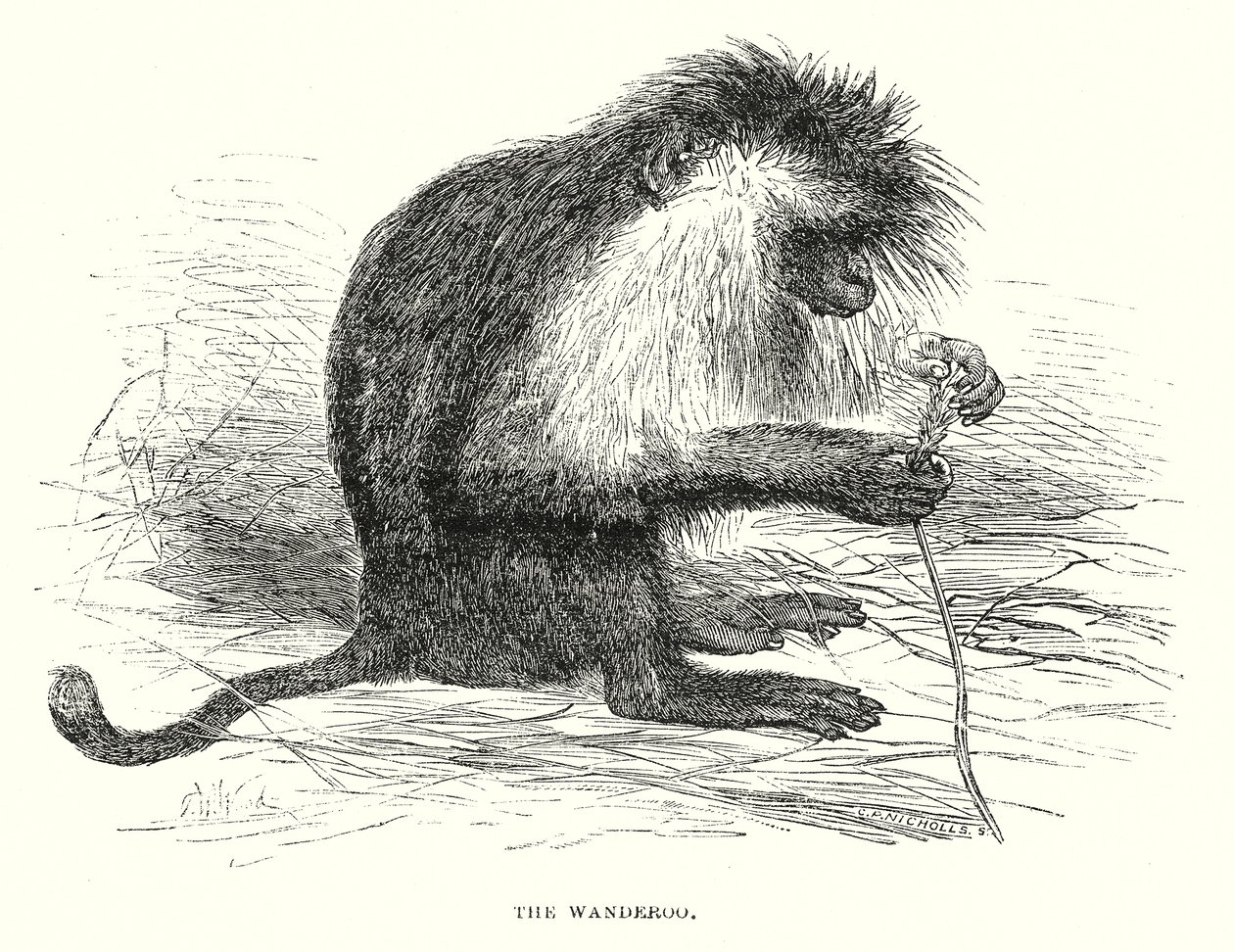 The Wanderoo (gravür) by English School
