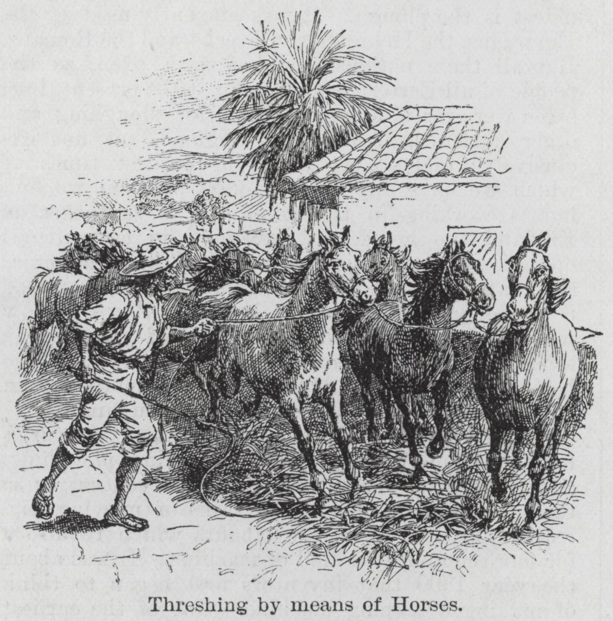 Atlarla Harmanlama (gravür) by English School