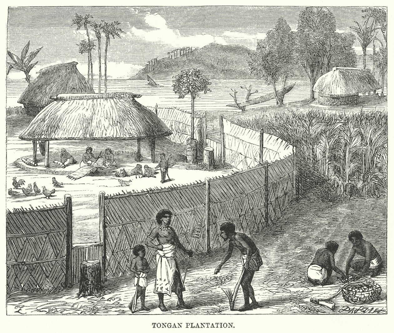 Tongan Plantasyonu (gravür) by English School