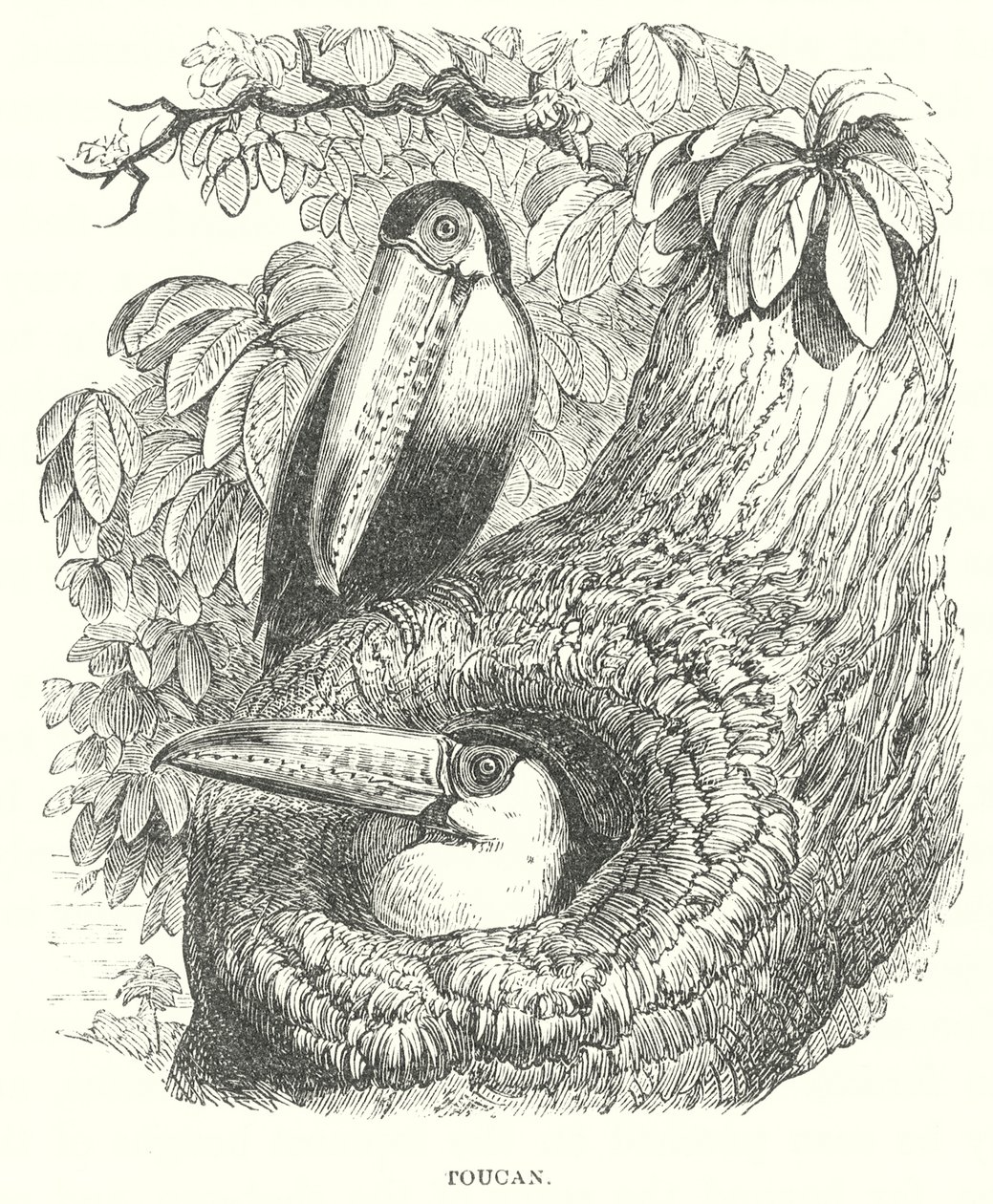 Tukan (gravür) by English School