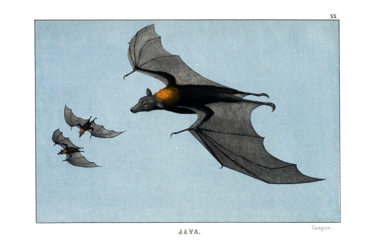 Vampir by English School