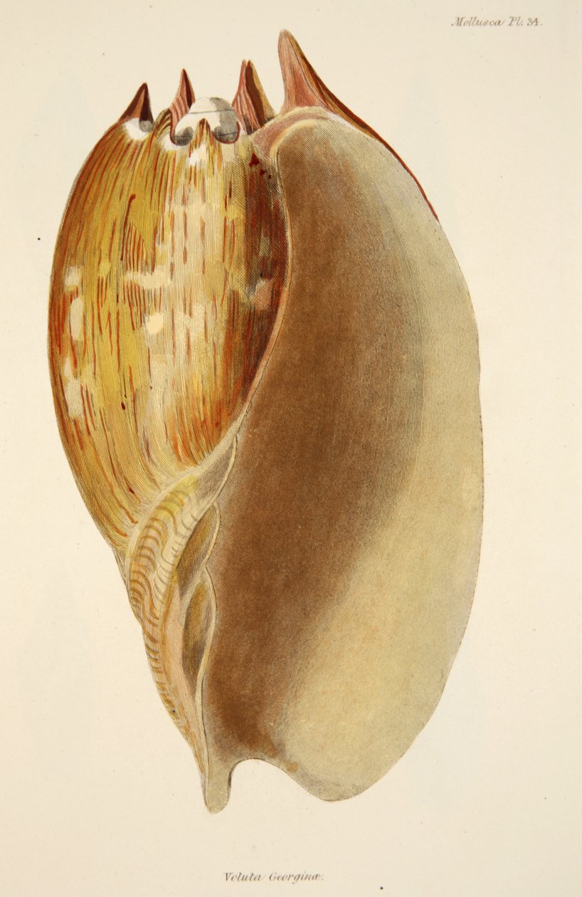 Mollusca ve Radiata