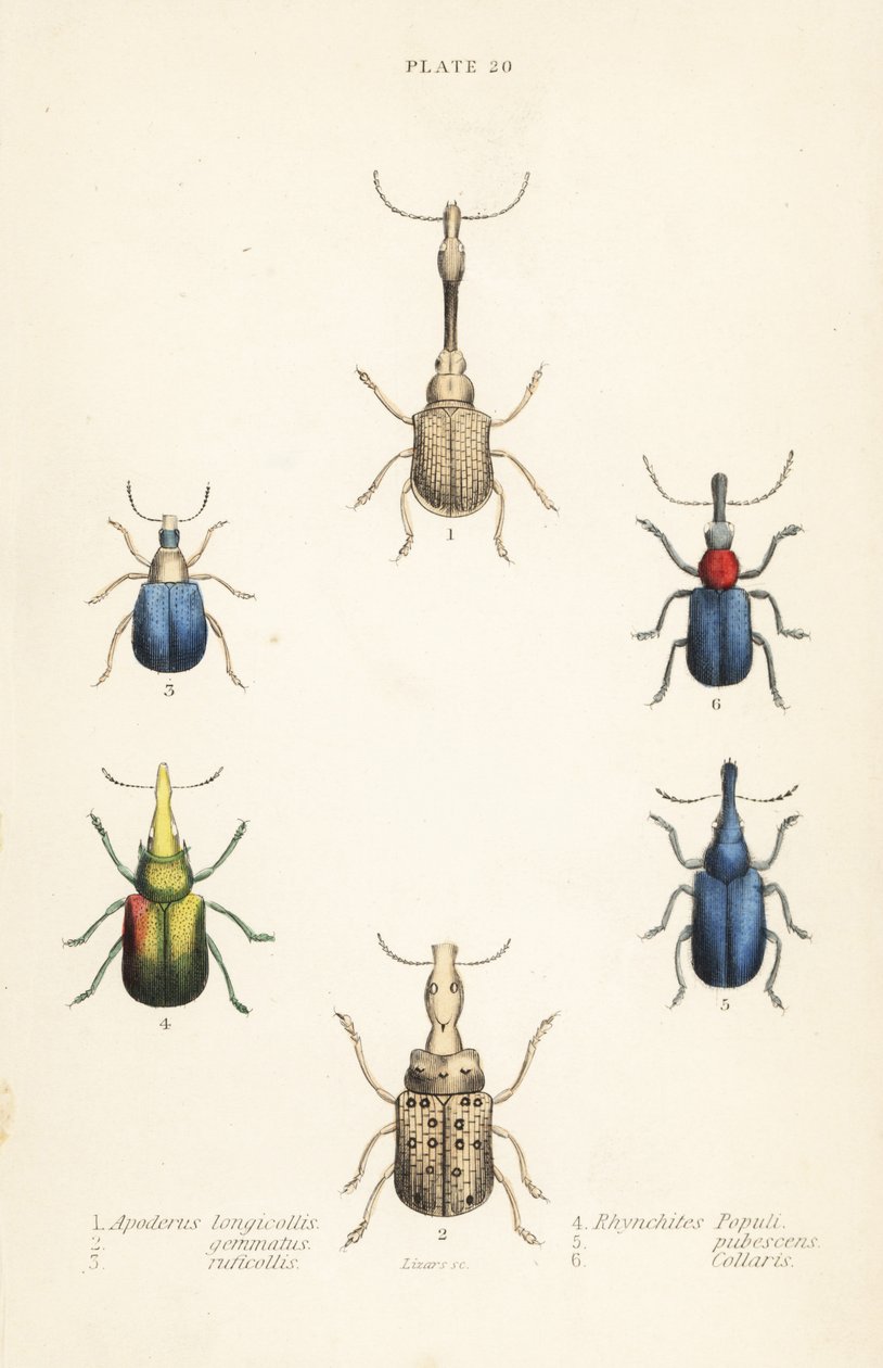 Böcekler: Attelabus longicollis 1, Attelabus gematus 2, Attelabus ruficollis 3, Byctiscus populi 4, Rhycnhites pubescens 5 ve Rhynchites yakalı 6 by English School