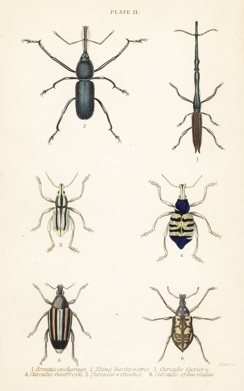 Weevils: Brentus ancharago 1, Rhina barbirostris 2, Curculio cuviera 3, Eupholus geoffroyi 4, Larinus ursus 5 ve Curculio sphacelatus 6 by English School