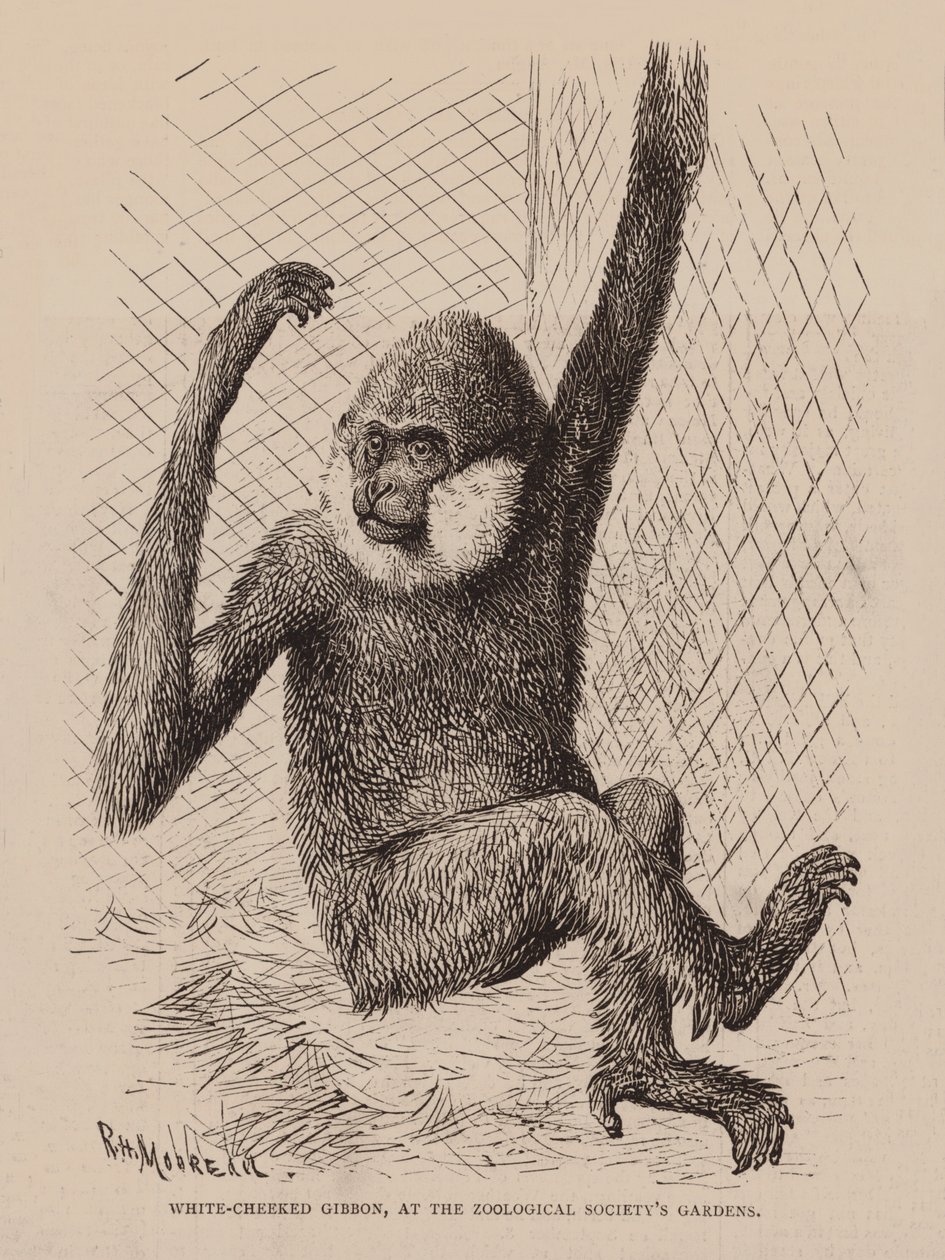 Beyaz Yanaklı Gibbon, Zooloji Derneği Bahçelerinde (gravür) by English School