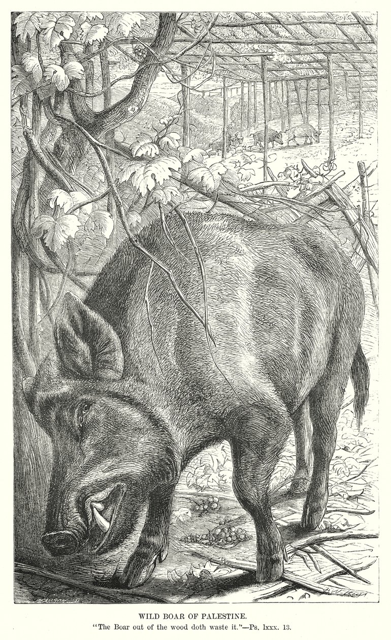 Filistin Yaban Domuzu (gravür) by English School