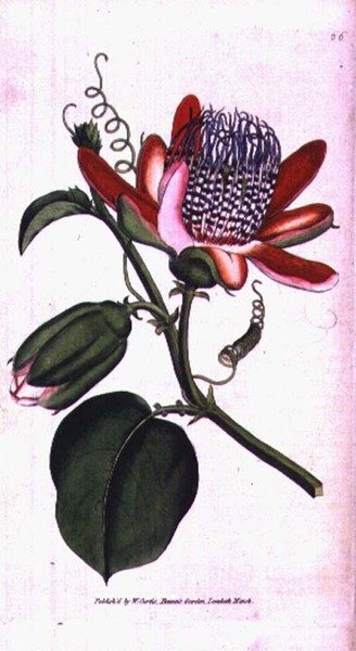 Kanatlı Tutku Çiçeği (Passiflora alata), William Curtis