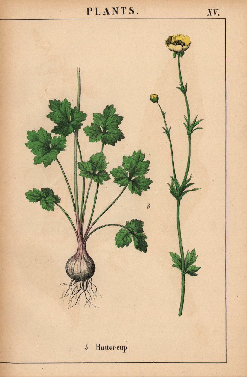 Sarı düğün çiçeği  , "Öğretici Resimli Kitap veya Sebze Dünyasından Dersler"den [Charlotte Mary Yonge], Edinburgh by English School