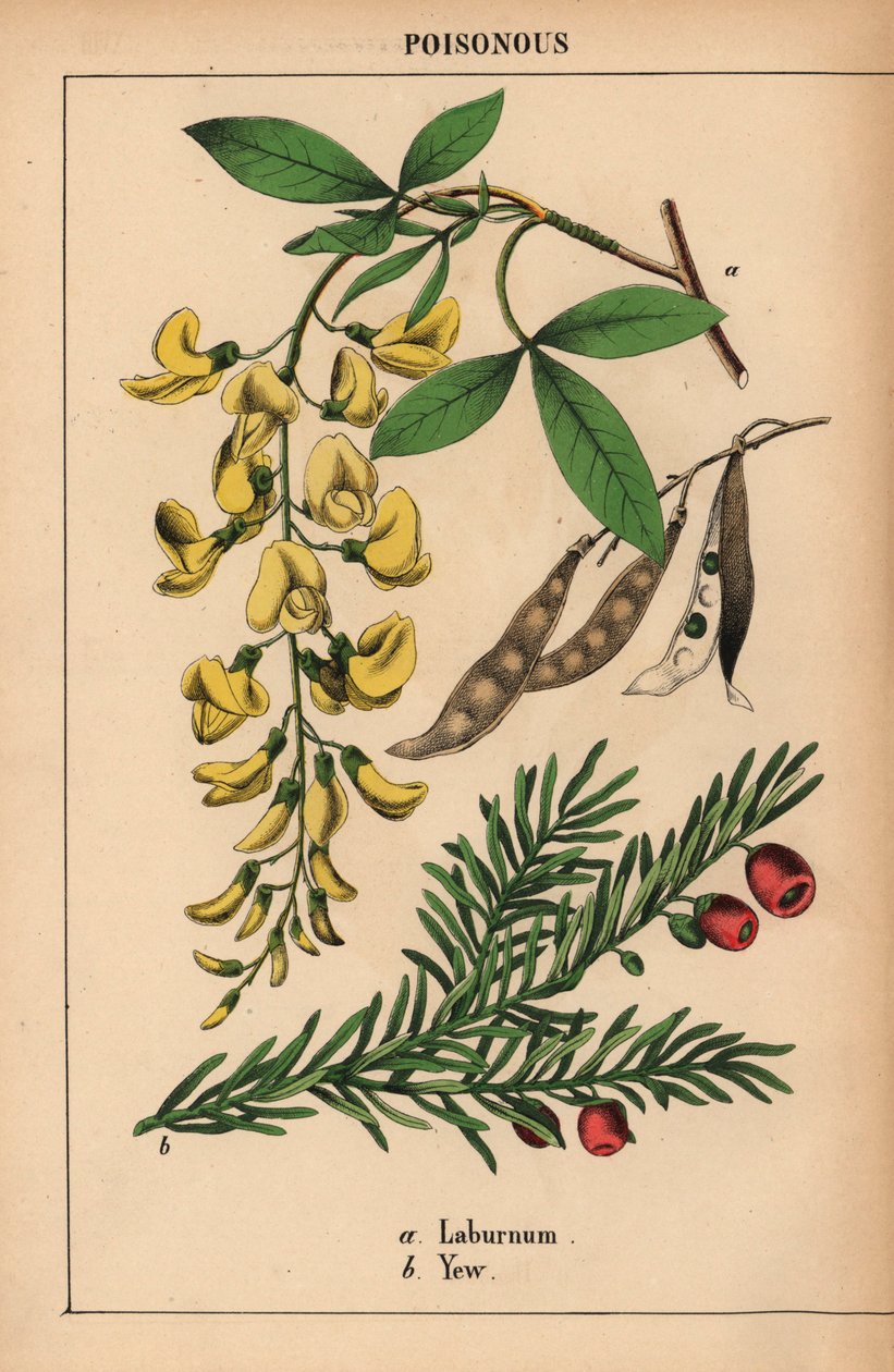 Sarı laburnum ağacı ve kırmızı meyveler ile porsuk.   , "Öğretici Resimli Kitap veya Sebze Dünyasından Dersler"den [Charlotte Mary Yonge], Edinburgh by English School