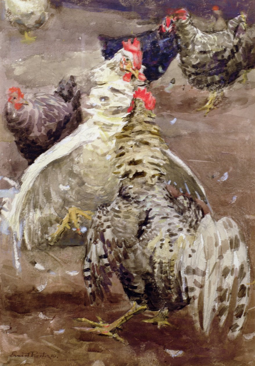 Horozlar, 1910 (kağıt üzerinde wc) by Ernest Procter