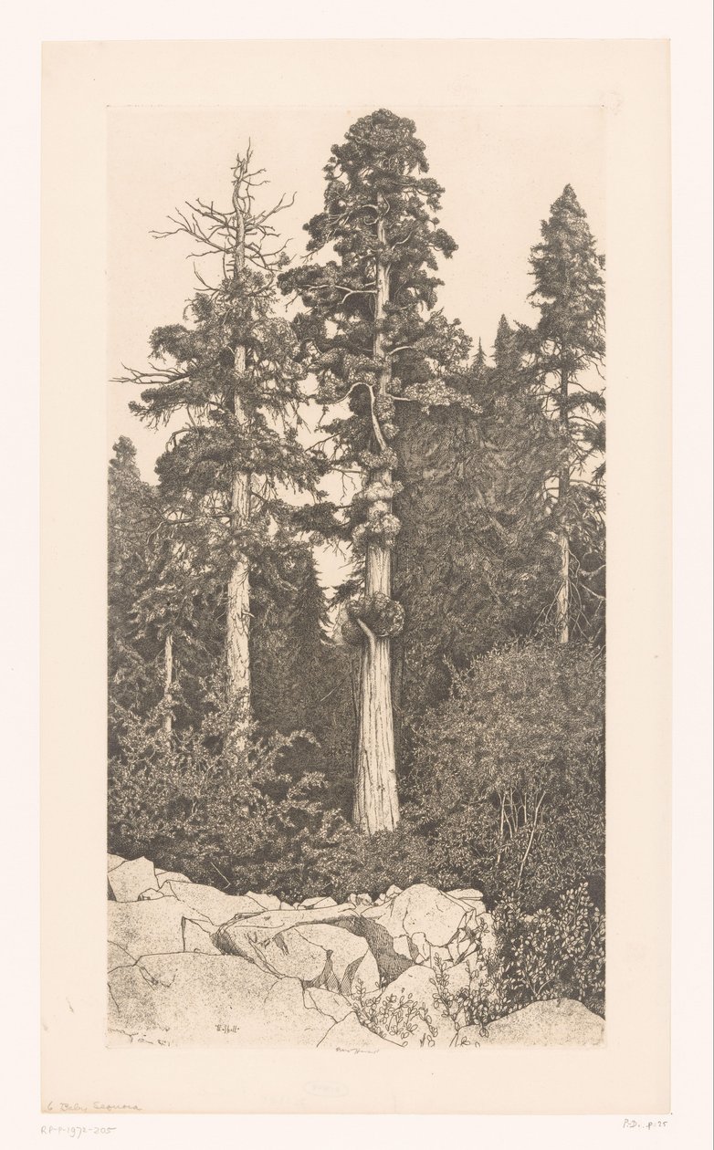 Sekoya patlaması Bebek Sekoyası by Ernest Haskell (signed by artist)