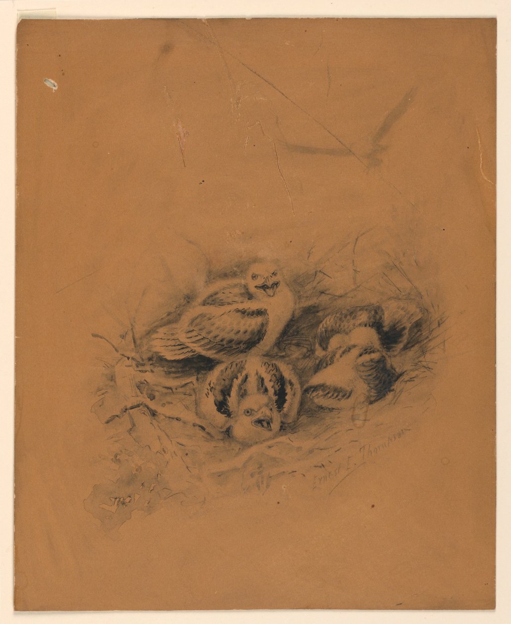 kuşlar by Ernest Thompson Seton