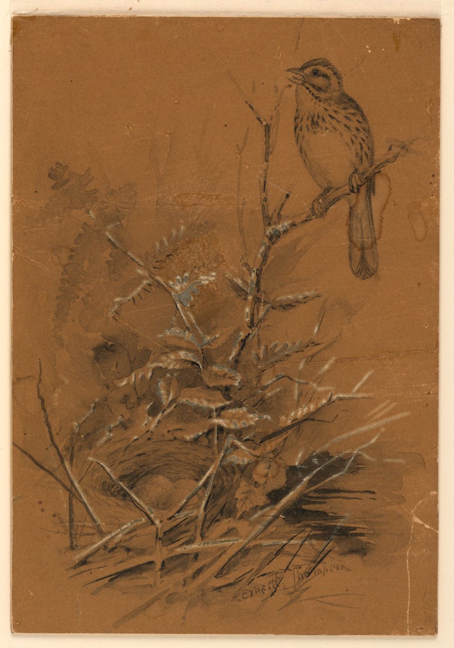 şarkı serçe by Ernest Thompson Seton