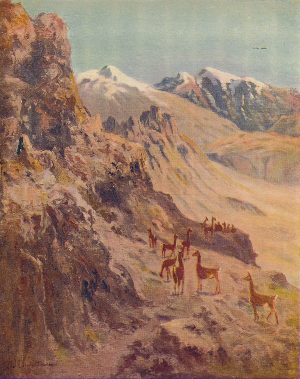 Guanako, 1916 by Ernest William Christmas