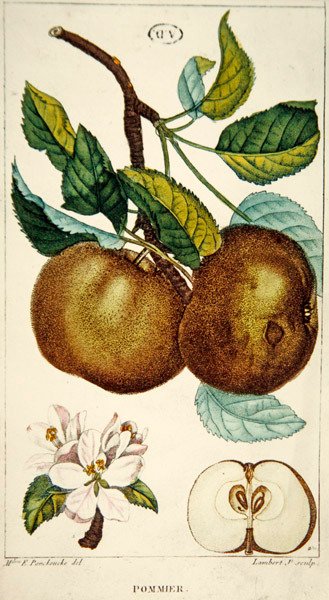 Elma ağacı, Lambert tarafından oyulmuş, c.1820 (renkli gravür) by Ernestine (after) Panckoucke