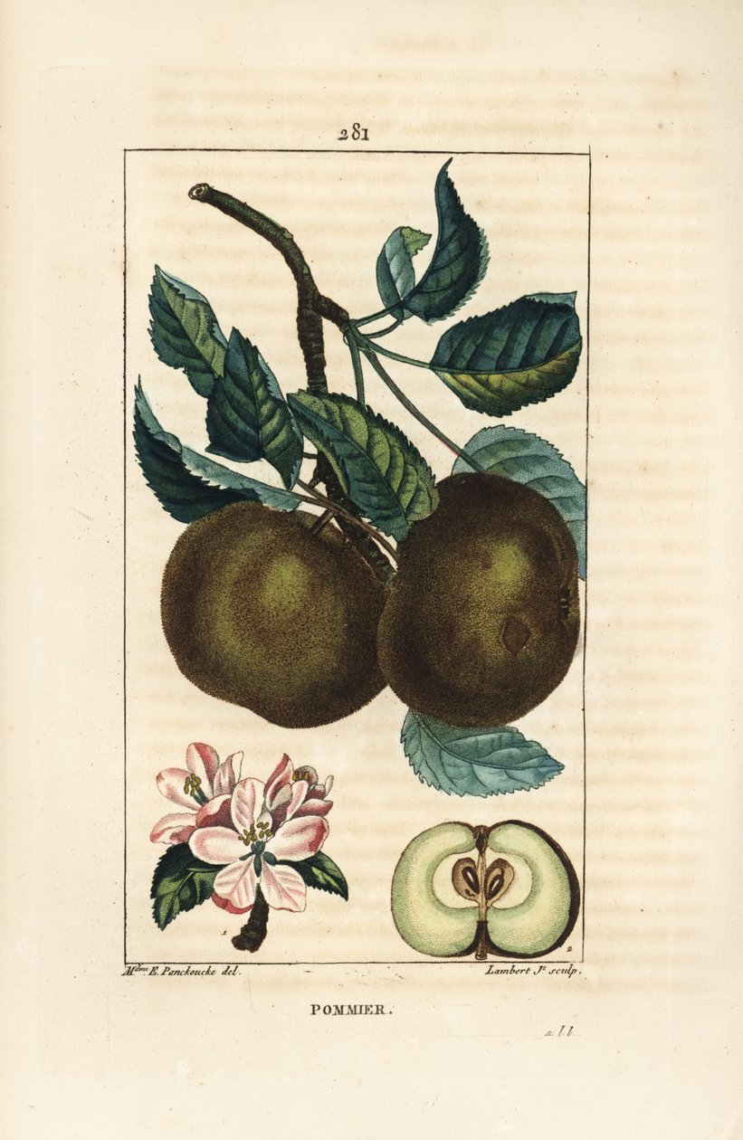 Elma ağacı - Elma, Malus domestica, dal, yaprak, meyve, çiçek ve tohumları gösteren bölümde olgun meyve. Chaumeton, Poiret ve Chamberet