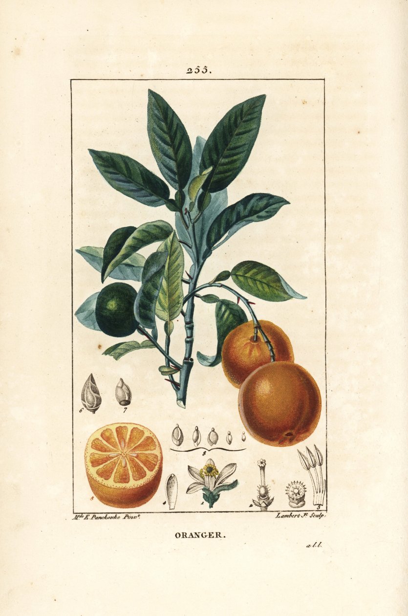 Bigaradier, Orange, Citrus aurantium, dallı, yapraklı, çiçekli, olgun ve olgunlaşmamış meyveli ve meyveden kesitli. Chaumeton, Poiret ve Chamberet
