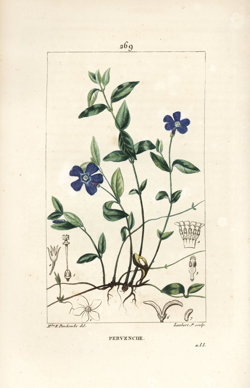 Küçük Deniz Salyangozu - Küçük deniz salyangozu, Vinca minör, çiçek, yaprak, sap, kök ve tohum ile. Chaumeton, Poiret ve Chamberet