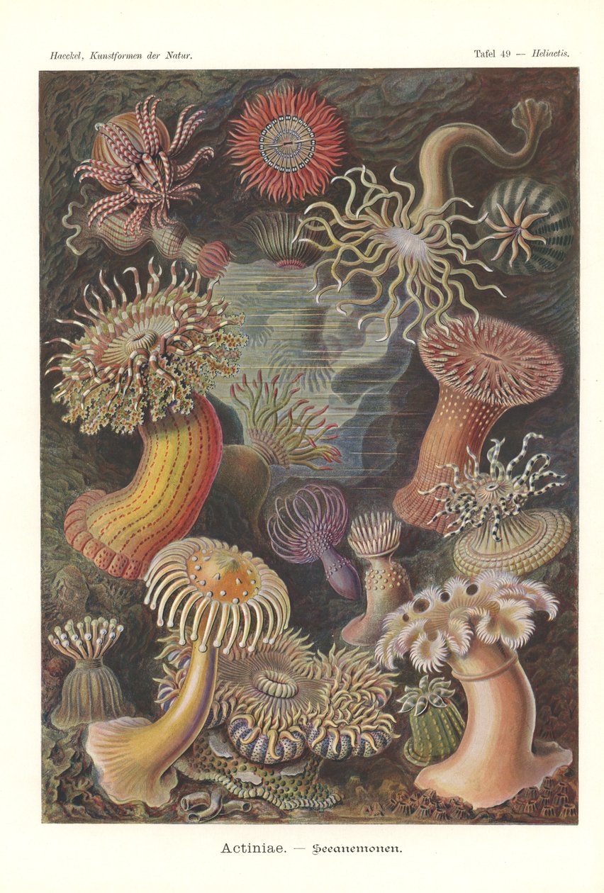 Actiniae - Deniz anemonu, Pl.49, 