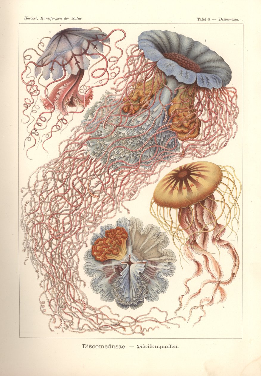 Discomedusae - Disk denizanası, 