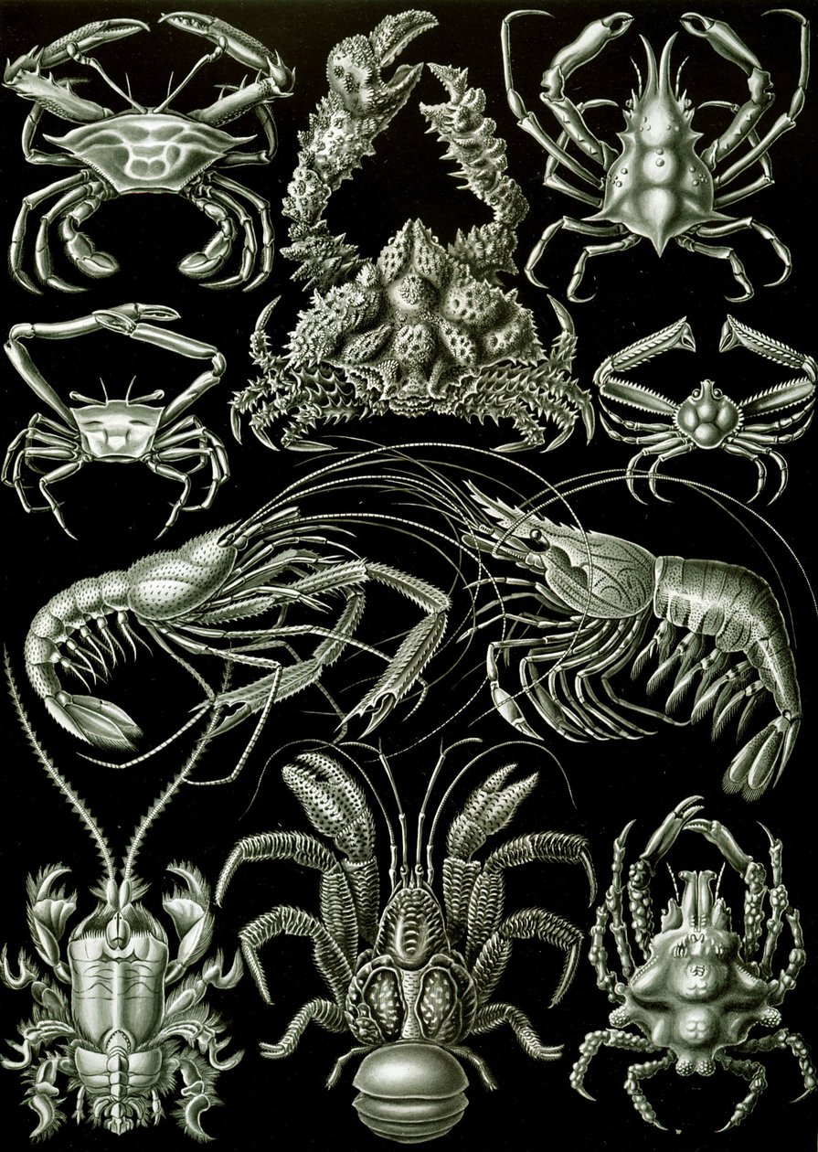 Decapoda 