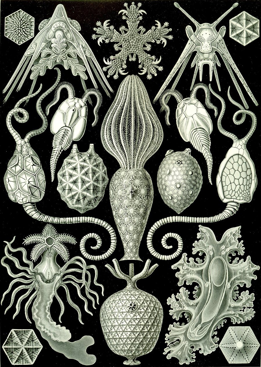 "Doğanın Sanat Formları" 1904