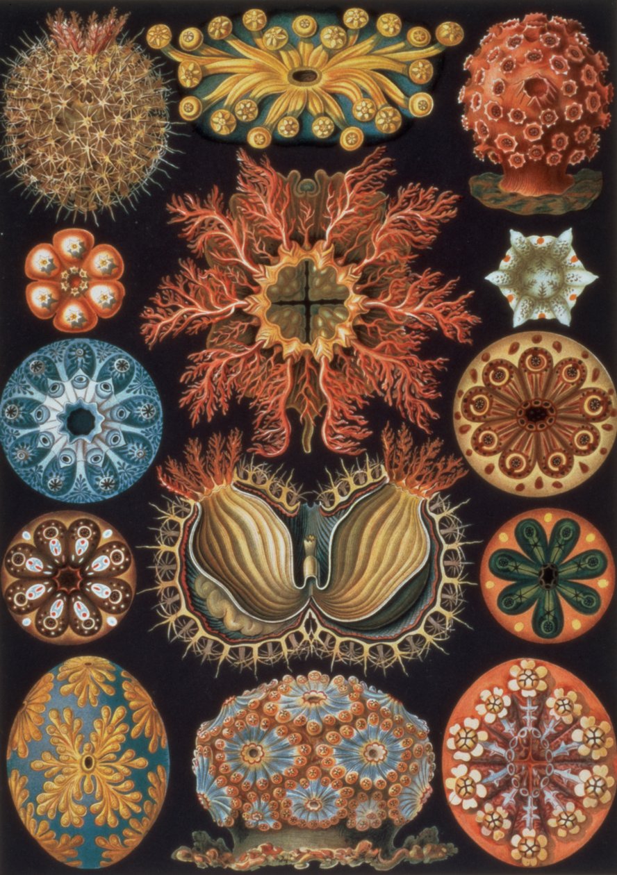 Ascidiae, "Doğanın Sanat Biçimleri"nden 85 numaralı levha by Ernst Haeckel