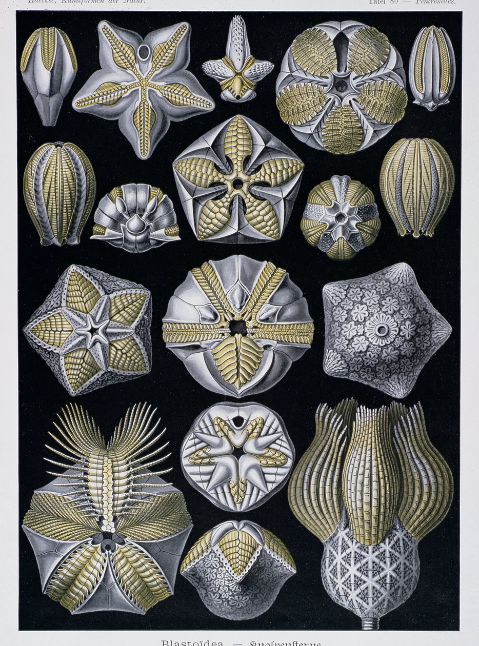 Blastoidea, Artforms of Nature