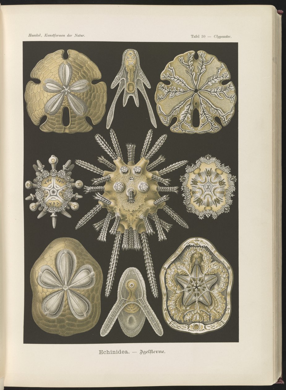 Ekinidea: deniz kestanesi ve deniz doları by Ernst Haeckel