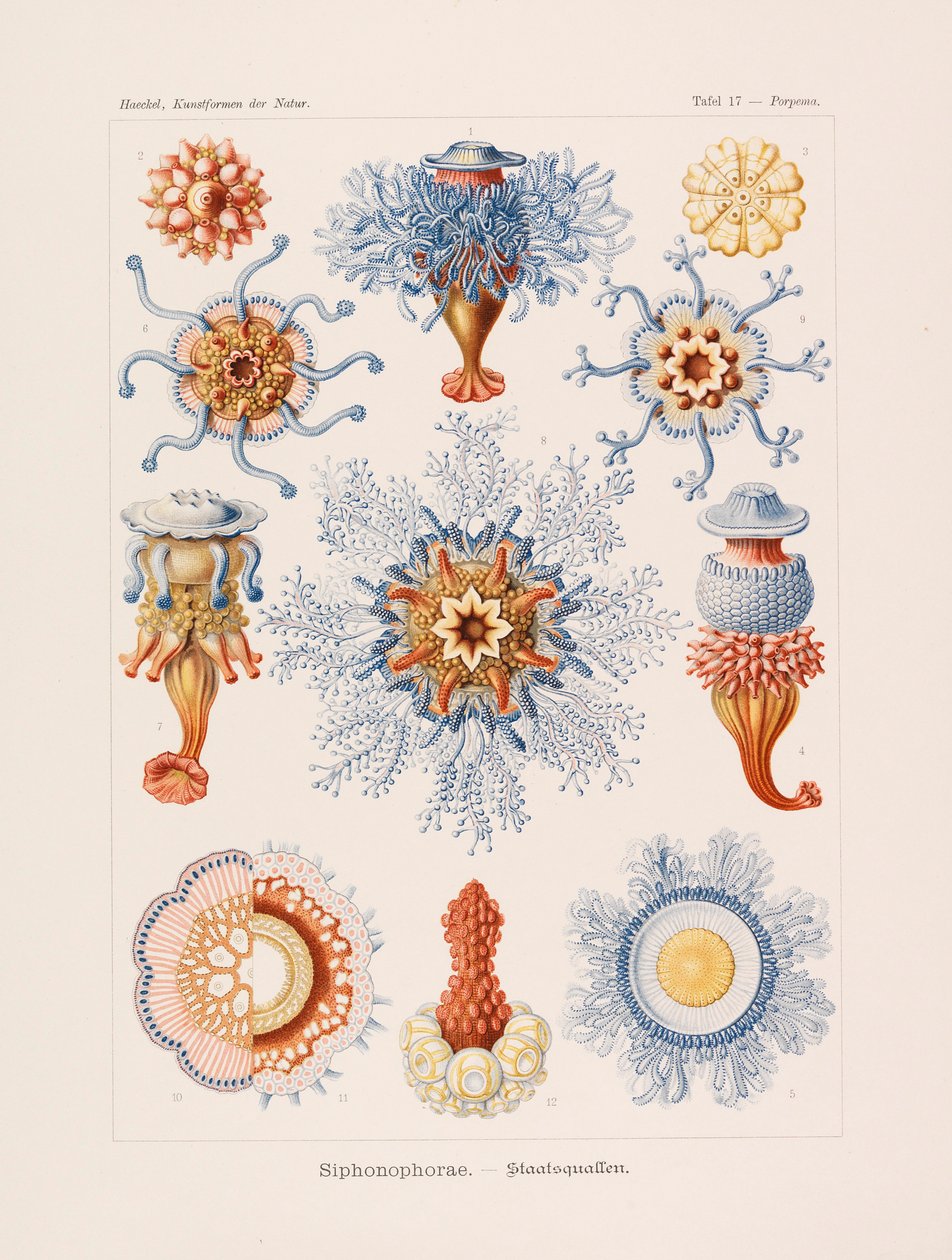 Doğada Sanat Biçimleri Doğada Sanat Biçimleri, 1899-1903. by Ernst Haeckel