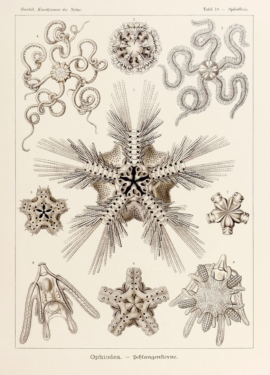 Ernst Haeckel (1834-1919) tarafından resimlenen 
