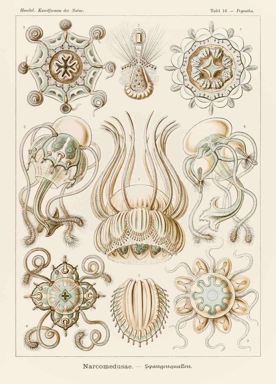 Ernst Haeckel (1834-1919) tarafından resmedilen 
