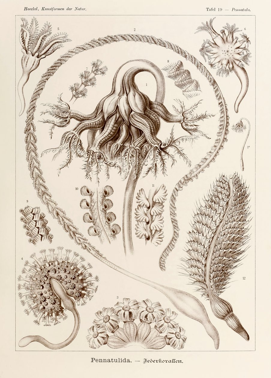 Ernst Haeckel (1834-1919) tarafından resmedilen 