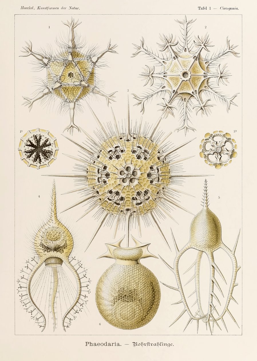 Ernst Haeckel (1834-1919) tarafından resmedilen 