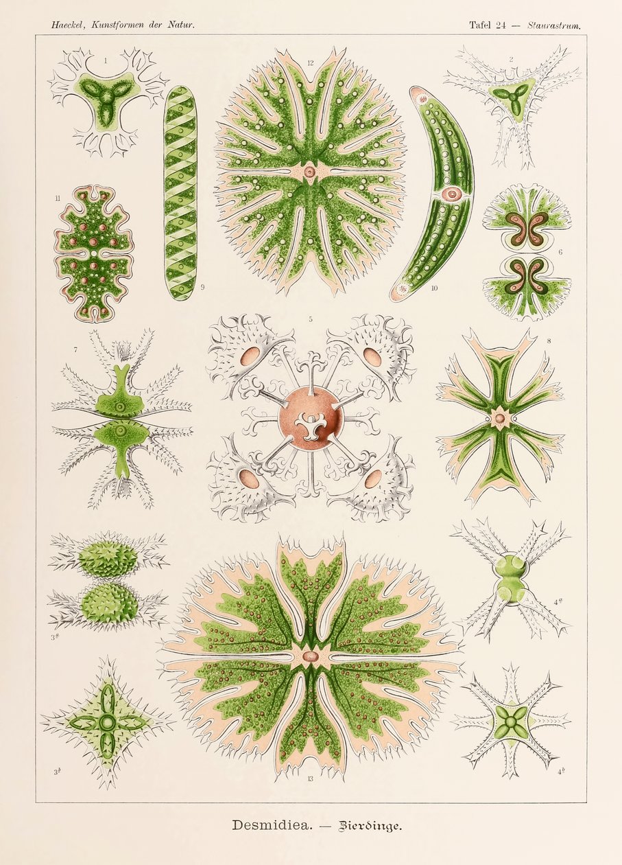Ernst Haeckel (1834-1919) tarafından resimlenen 