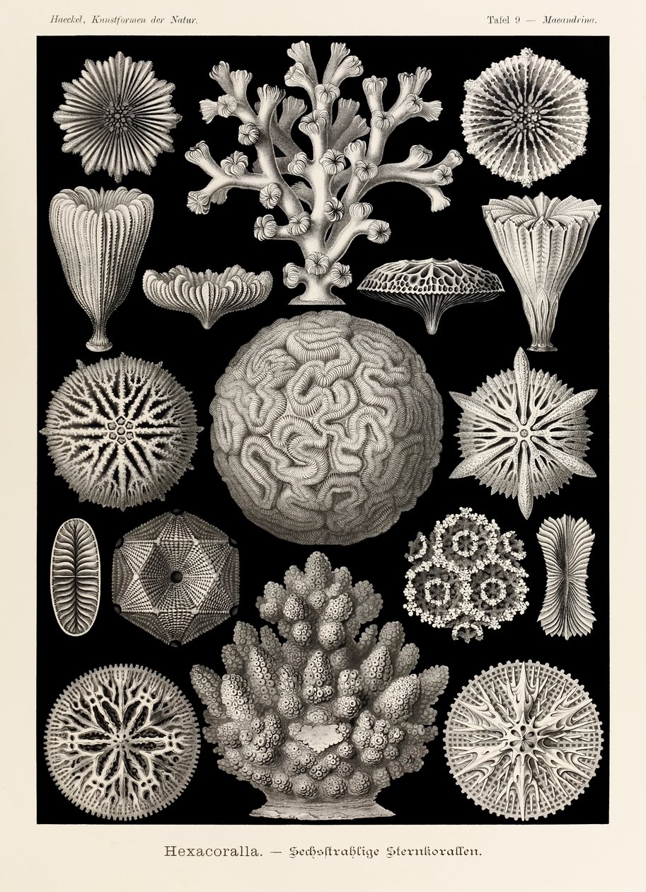 Ernst Haeckel (1834-1919) tarafından resmedilen 