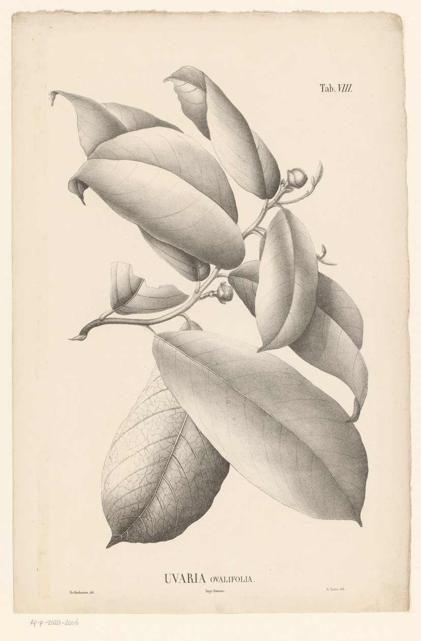 Yaprakları ve çiçek tomurcukları ile dal Uvaria Ovalifolia (nesne üzerindeki başlık) by Ernst Philipp Sixtus