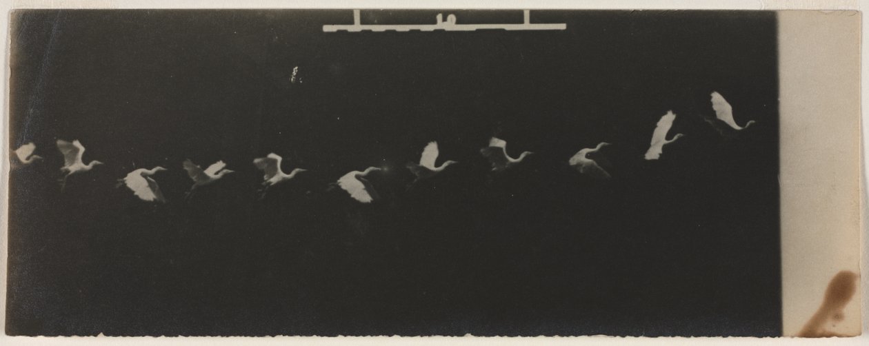 Uçan Balıkçıl Kronofotoğraf by Etienne Jules Marey