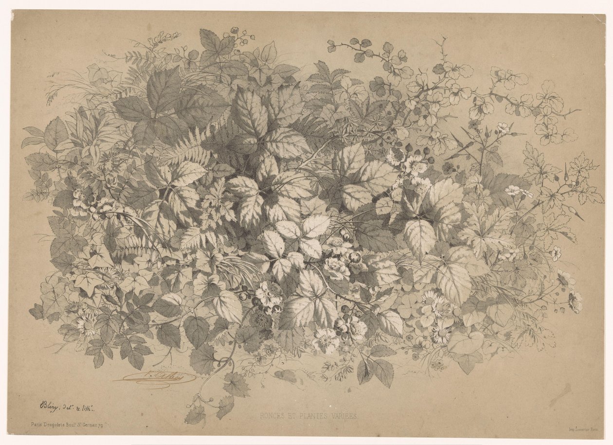 Bramen en andere planten Brambles ve çeşitli bitkiler (nesne üzerindeki başlık) Planten en bloemen (seri başlığı) Doğadan alınmış ve Bléry tarafından taş baskılı endüstriyel kılavuz (seri başlığı) by Eugene Bléry