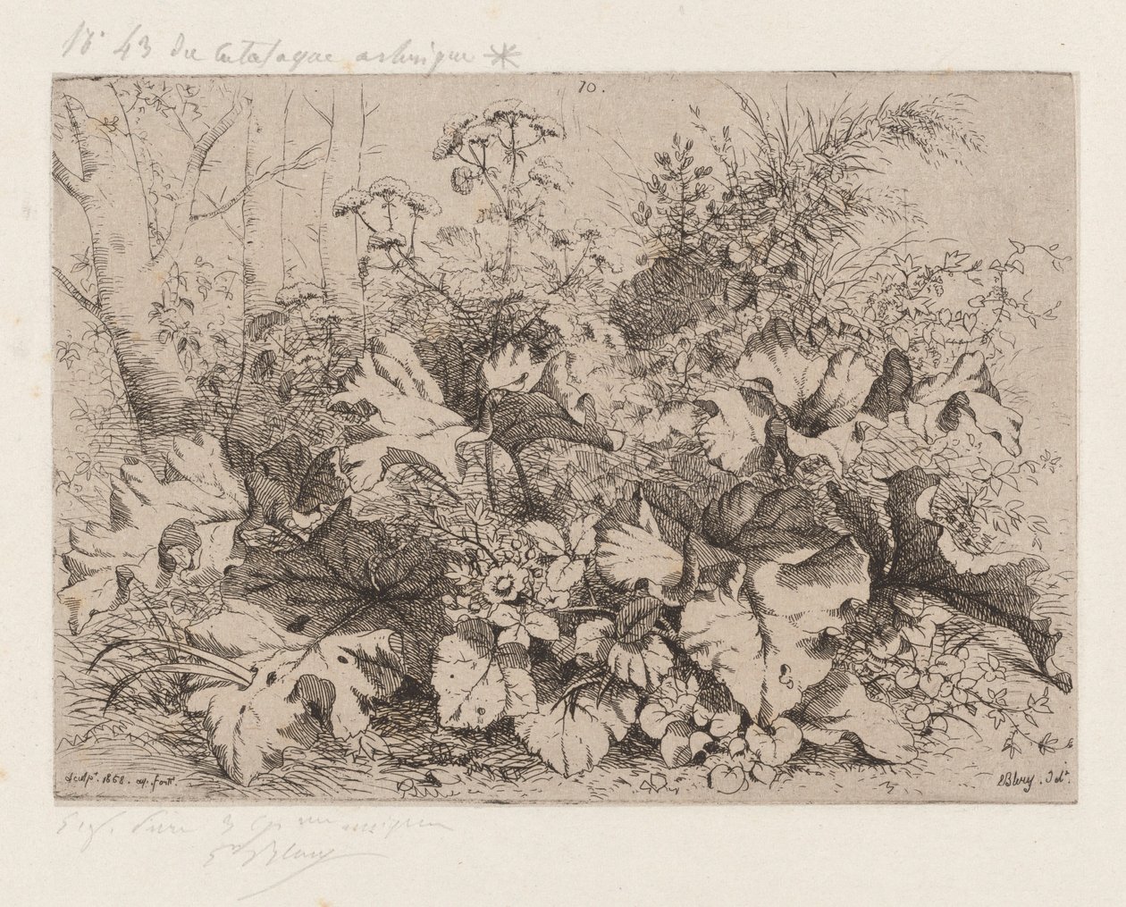 çiçek açan dulavratotu by Eugene Bléry