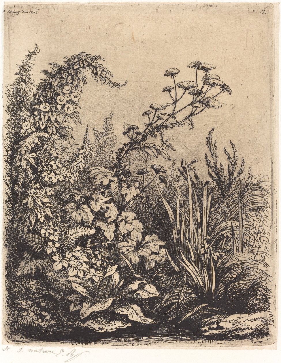 La petite berle aux liserons by Eugene Bléry
