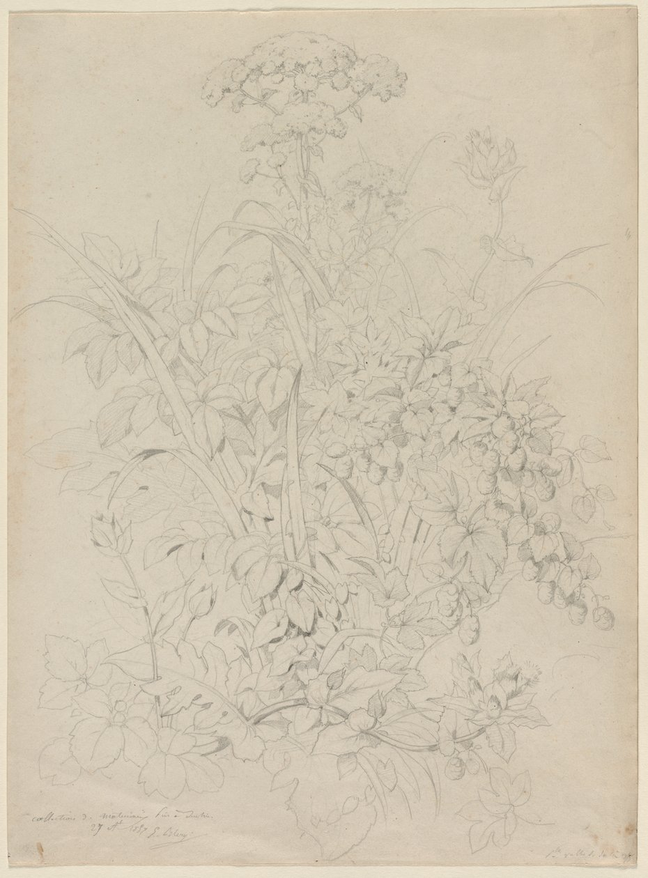 Bitki Çalışması, 1857. by Eugene Bléry