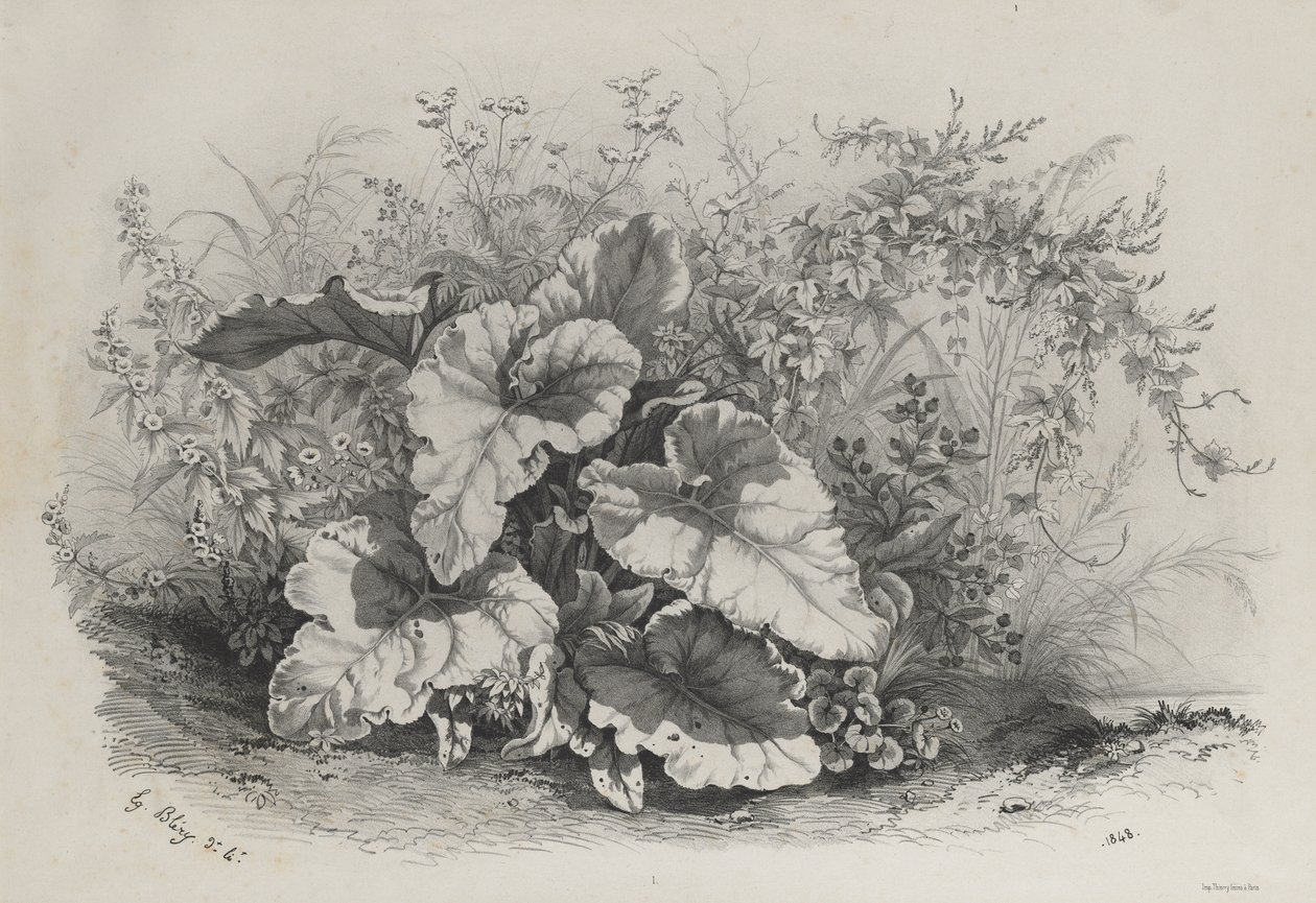 Doğadan Sonra Çizilmiş ve Taş Baskısı Yapılmış Çeşitli Bitkiler Grubundan Bitki Çalışması..., 1848. by Eugene Bléry