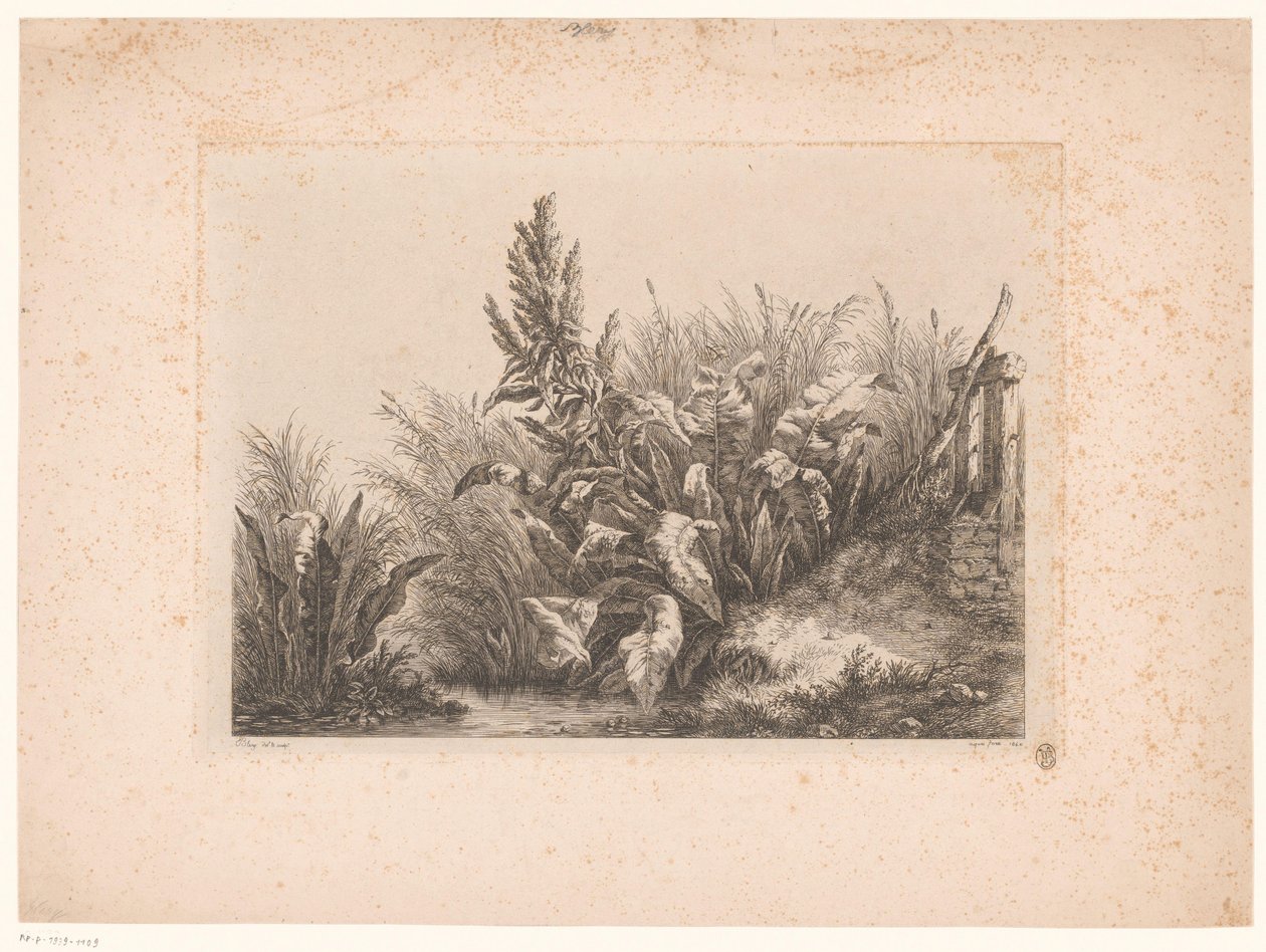 Waterzuring en riet aan de oever Doğadan Çizilmiş ve Oyulmuş Küçük Oyuk Çalışmalarında Su Sabır (...) (dizi başlığı) by Eugene Bléry