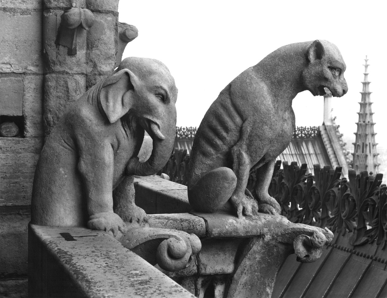 Batı cephesindeki Grande Galerie'nin korkuluklarından fil ve aslan gargoyleleri, 12. yüzyıldan kalma bir orijinalin (taş) kopyası (s/b fotoğraf) by Eugene Emmanuel Viollet le Duc