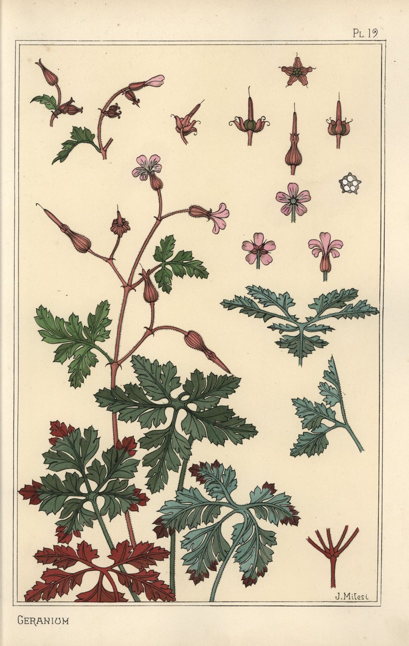 Sardunya çiçeğinin botanik çizimi, yaprakları, yaprakları by Eugene Grasset